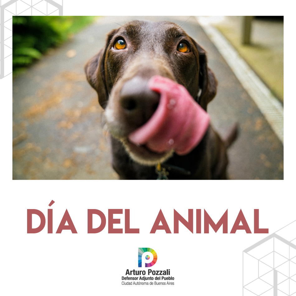 En este momento estás viendo Día del animal: derechos para ellos también