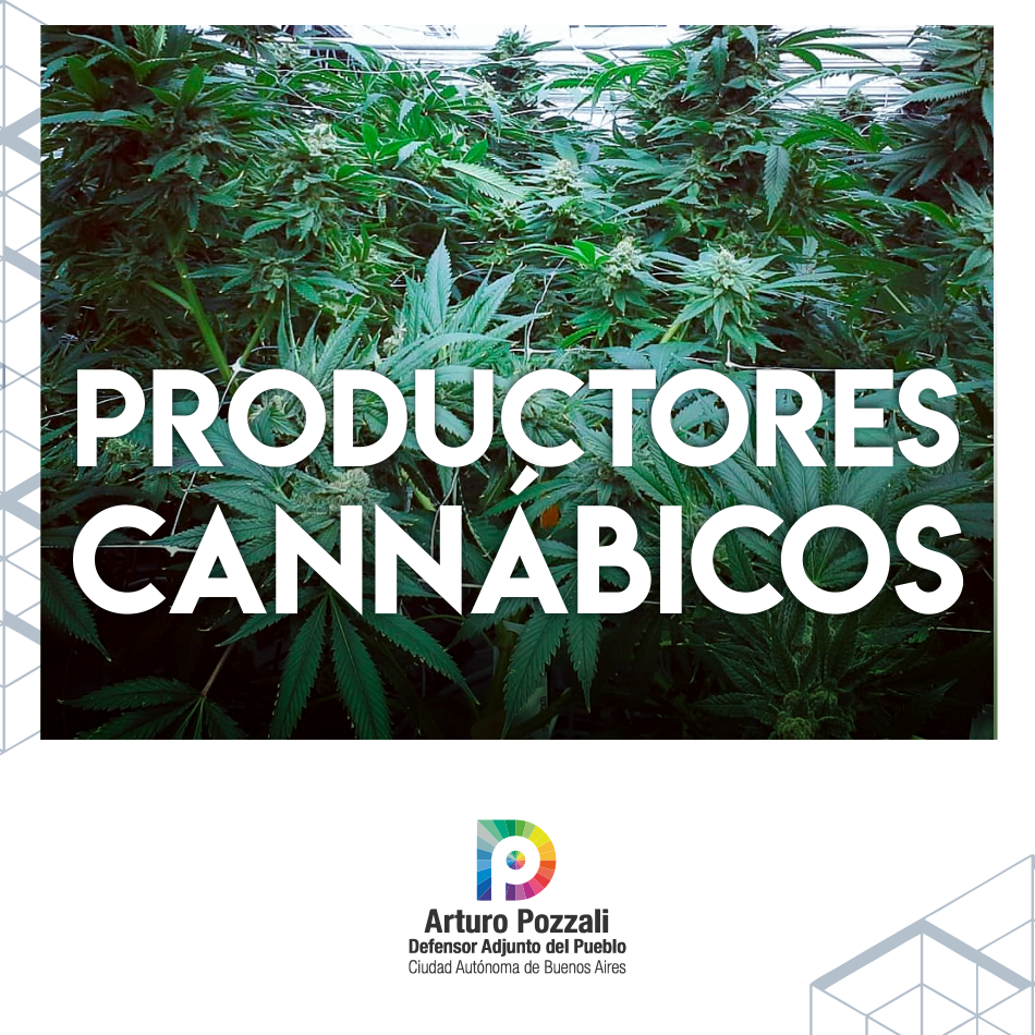 Lee más sobre el artículo Productores Cannabicos